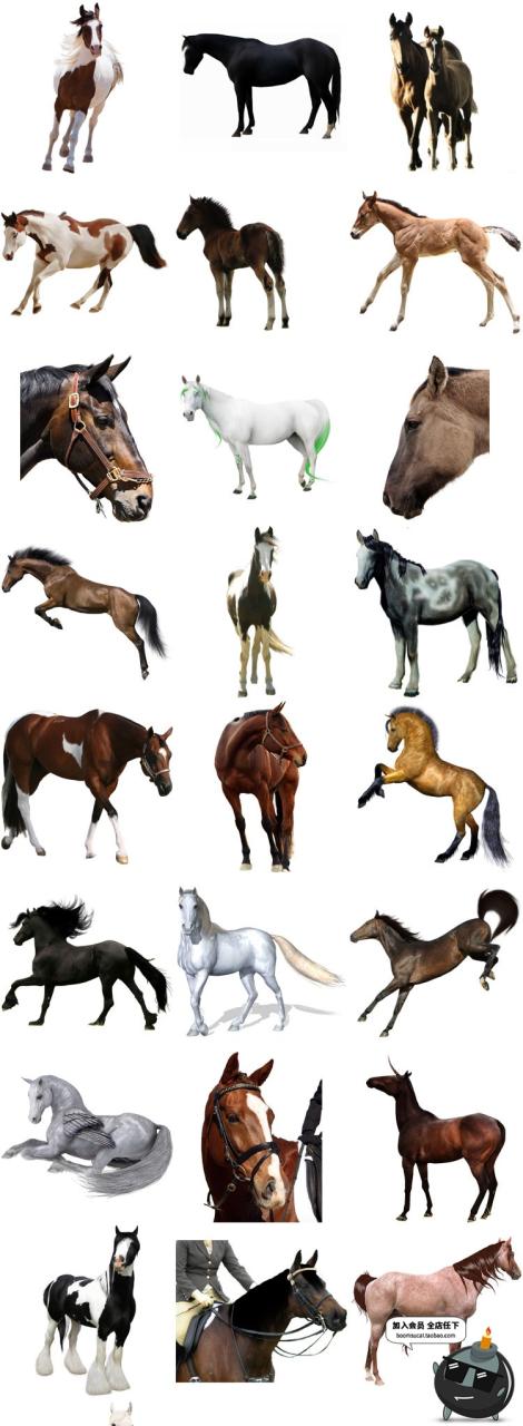 图片[8]-马图片飞马草原马骏马奔跑站立广告宣传海报高清图片PNG免抠素材-设计猿