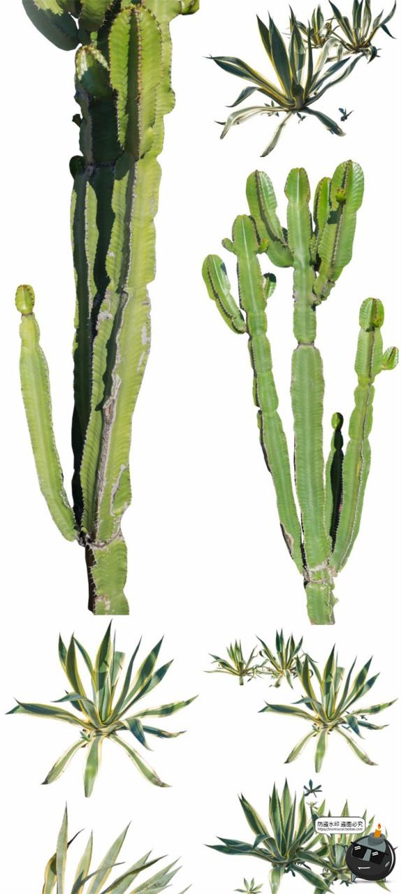 图片[1]-仙人掌沙漠耐旱植物仙人柱图片场景装饰元素后期合成PNG免抠素材-设计猿