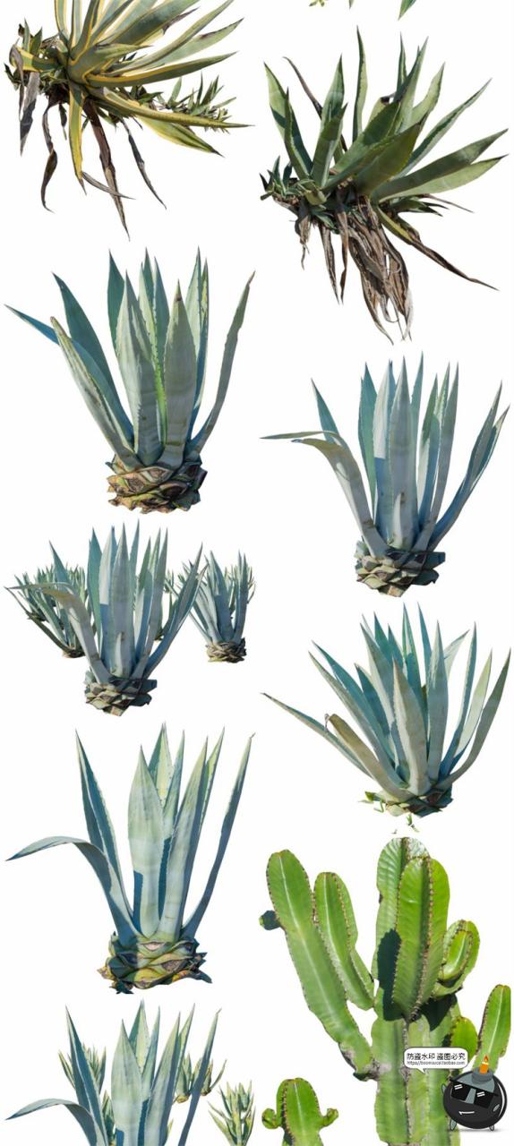 图片[2]-仙人掌沙漠耐旱植物仙人柱图片场景装饰元素后期合成PNG免抠素材-设计猿