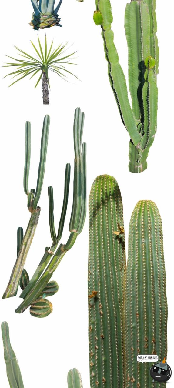图片[3]-仙人掌沙漠耐旱植物仙人柱图片场景装饰元素后期合成PNG免抠素材-设计猿