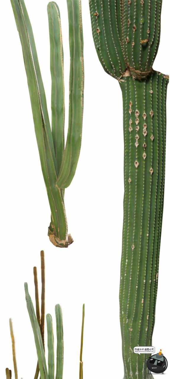 图片[4]-仙人掌沙漠耐旱植物仙人柱图片场景装饰元素后期合成PNG免抠素材-设计猿