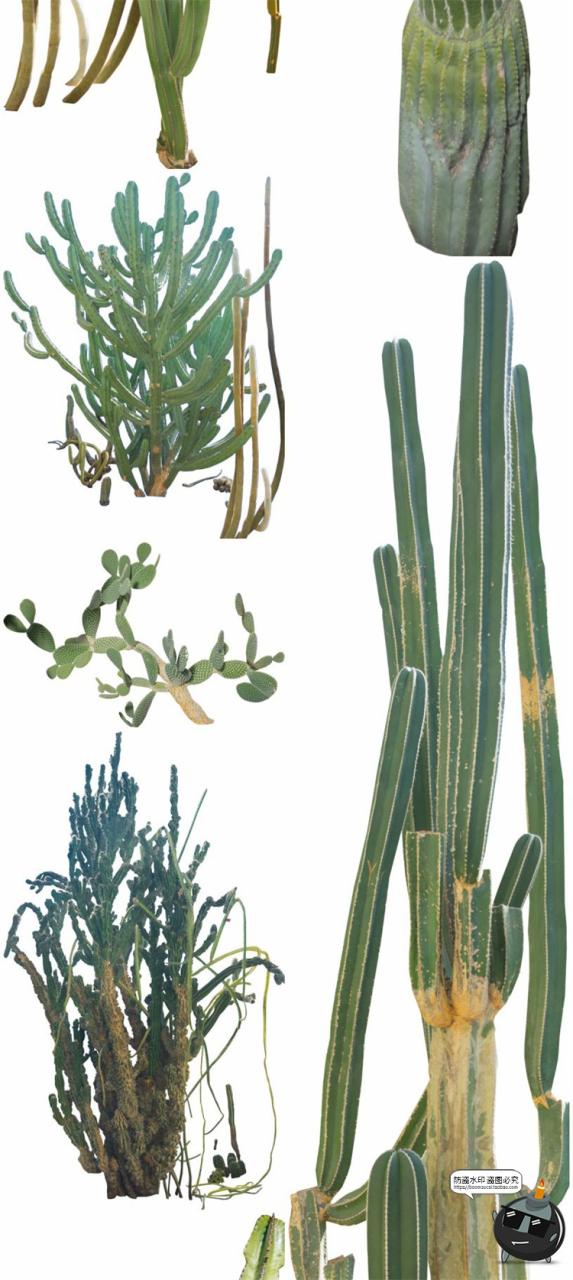 图片[5]-仙人掌沙漠耐旱植物仙人柱图片场景装饰元素后期合成PNG免抠素材-设计猿