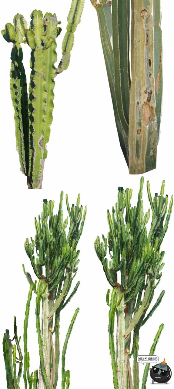 图片[6]-仙人掌沙漠耐旱植物仙人柱图片场景装饰元素后期合成PNG免抠素材-设计猿