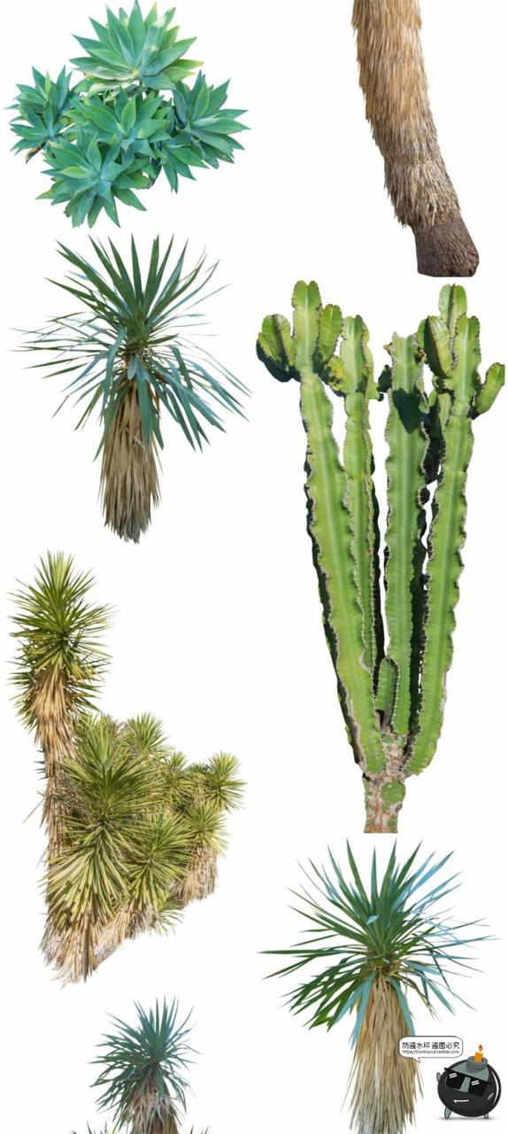 图片[8]-仙人掌沙漠耐旱植物仙人柱图片场景装饰元素后期合成PNG免抠素材-设计猿