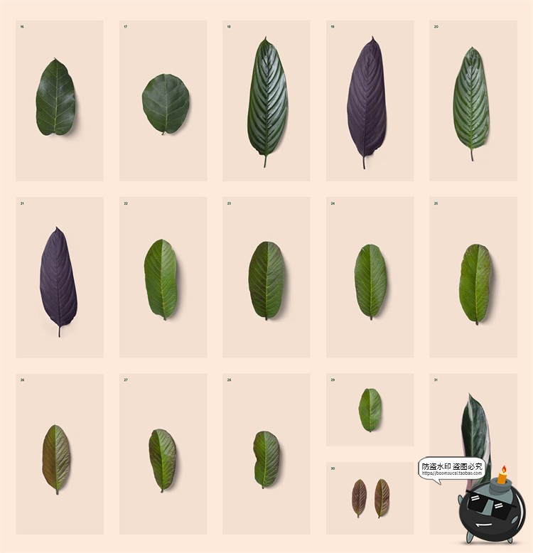 图片[1]-高清树叶树枝叶脉纹理装饰单片叶子PNG元素PSD模板后期合成素材-设计猿