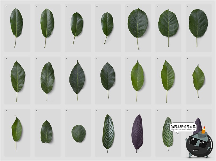 图片[3]-高清树叶树枝叶脉纹理装饰单片叶子PNG元素PSD模板后期合成素材-设计猿