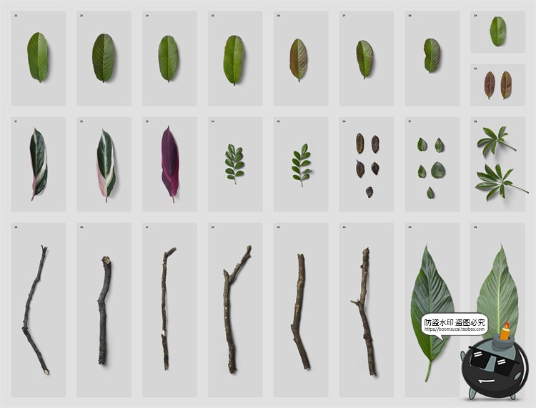 图片[4]-高清树叶树枝叶脉纹理装饰单片叶子PNG元素PSD模板后期合成素材-设计猿