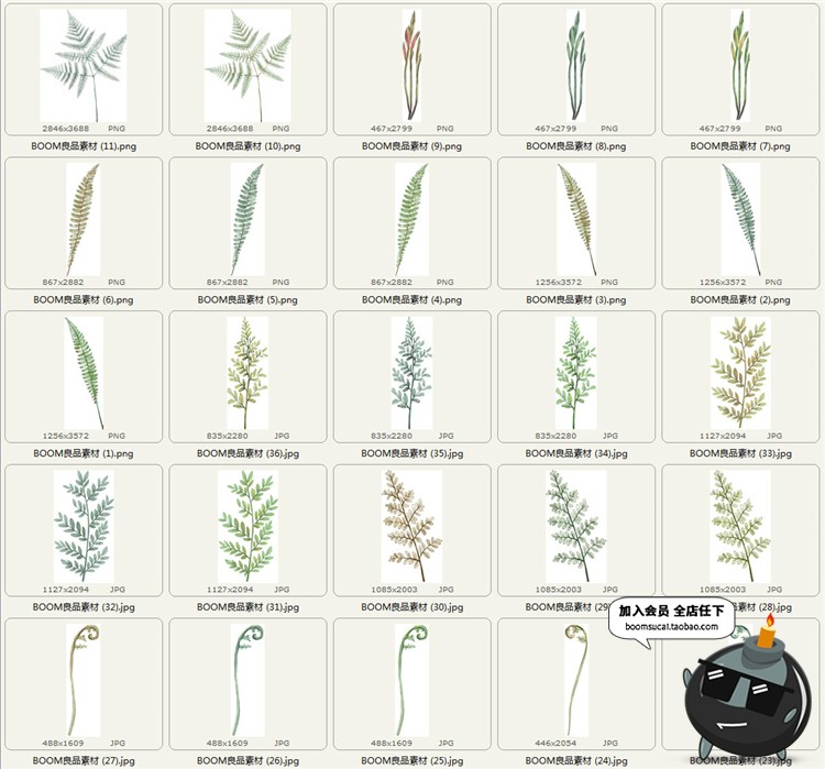 图片[5]-高清古老热带蕨类植物叶子水彩画元素PNG免抠贴图图片PS设计素材-设计猿