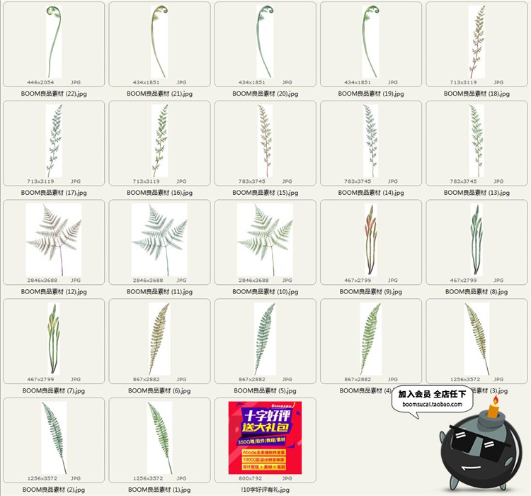 图片[6]-高清古老热带蕨类植物叶子水彩画元素PNG免抠贴图图片PS设计素材-设计猿