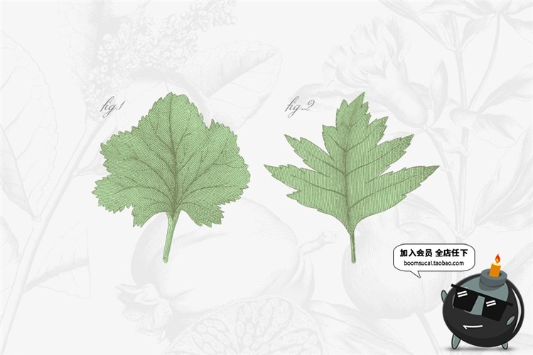 图片[4]-古董古老远古时代蕨类植物蘑菇菌类叶子设计插画素材合集AI矢量图-设计猿