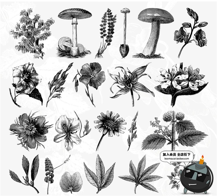 图片[6]-古董古老远古时代蕨类植物蘑菇菌类叶子设计插画素材合集AI矢量图-设计猿