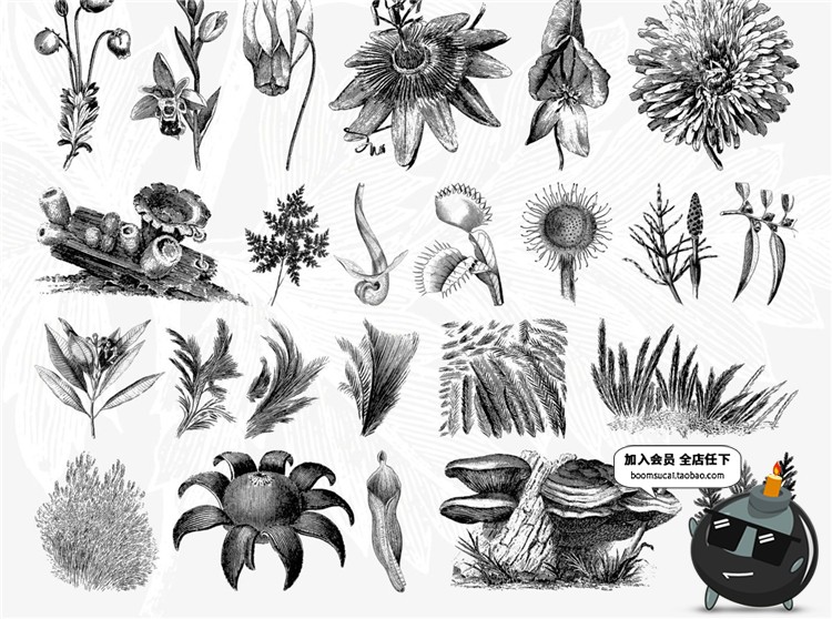 图片[8]-古董古老远古时代蕨类植物蘑菇菌类叶子设计插画素材合集AI矢量图-设计猿