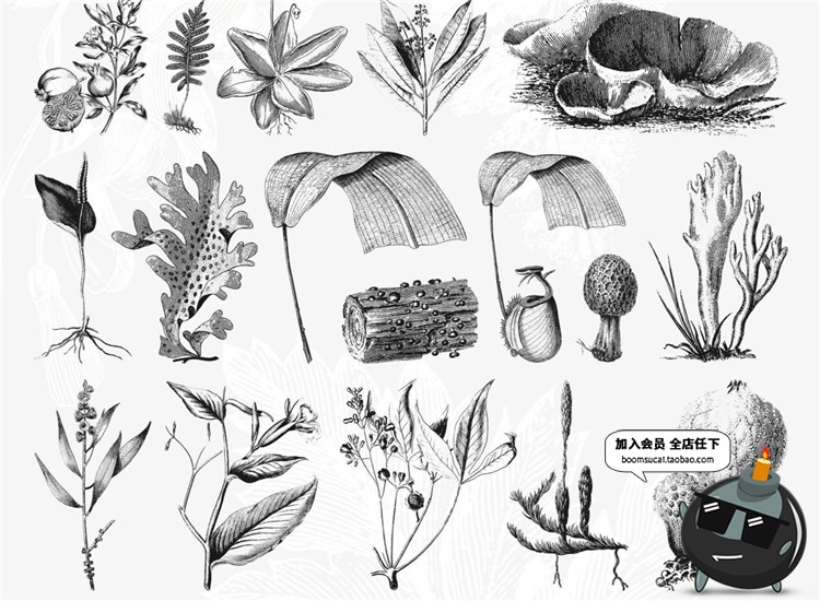 图片[11]-古董古老远古时代蕨类植物蘑菇菌类叶子设计插画素材合集AI矢量图-设计猿