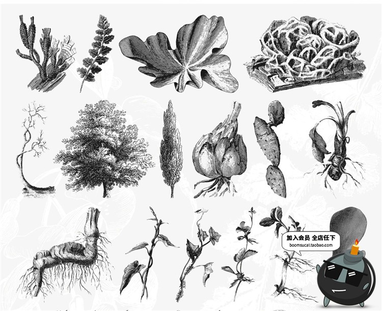 图片[12]-古董古老远古时代蕨类植物蘑菇菌类叶子设计插画素材合集AI矢量图-设计猿