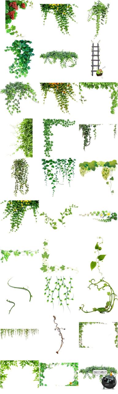 图片[1]-春天绿色树藤青藤蔓树叶花藤枯枝条装饰元素透明背景PNG免抠素材-设计猿