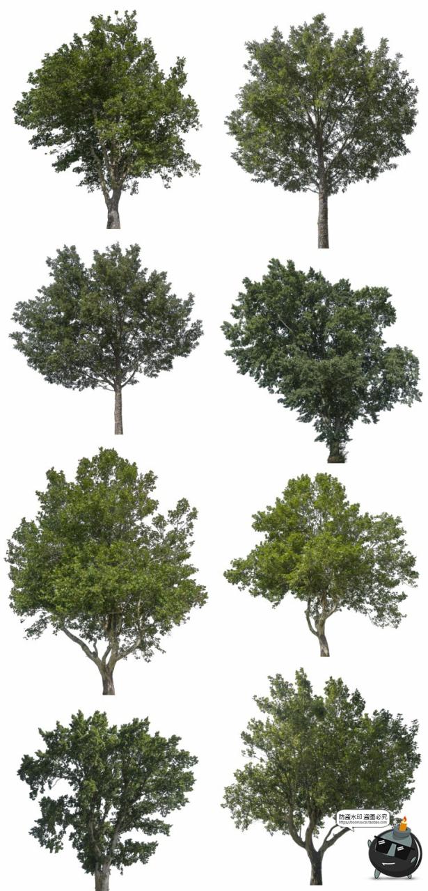 图片[1]-大树木树枝树冠真实参考植物绿植装饰场景后期合成PNG免抠素材-设计猿