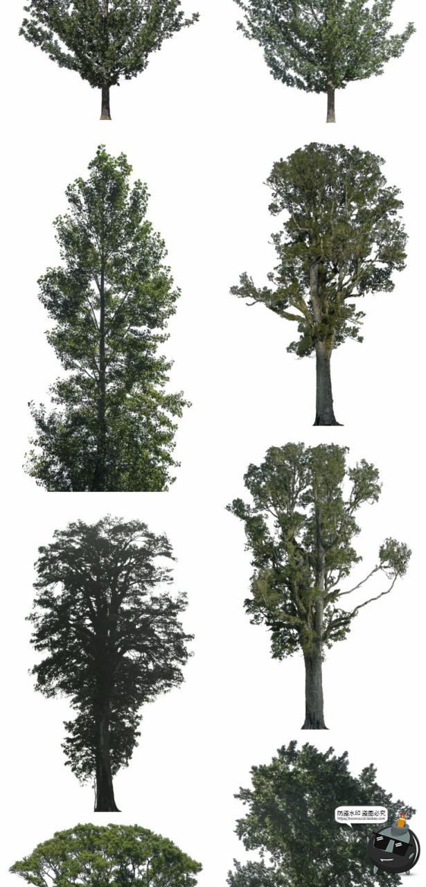 图片[3]-大树木树枝树冠真实参考植物绿植装饰场景后期合成PNG免抠素材-设计猿