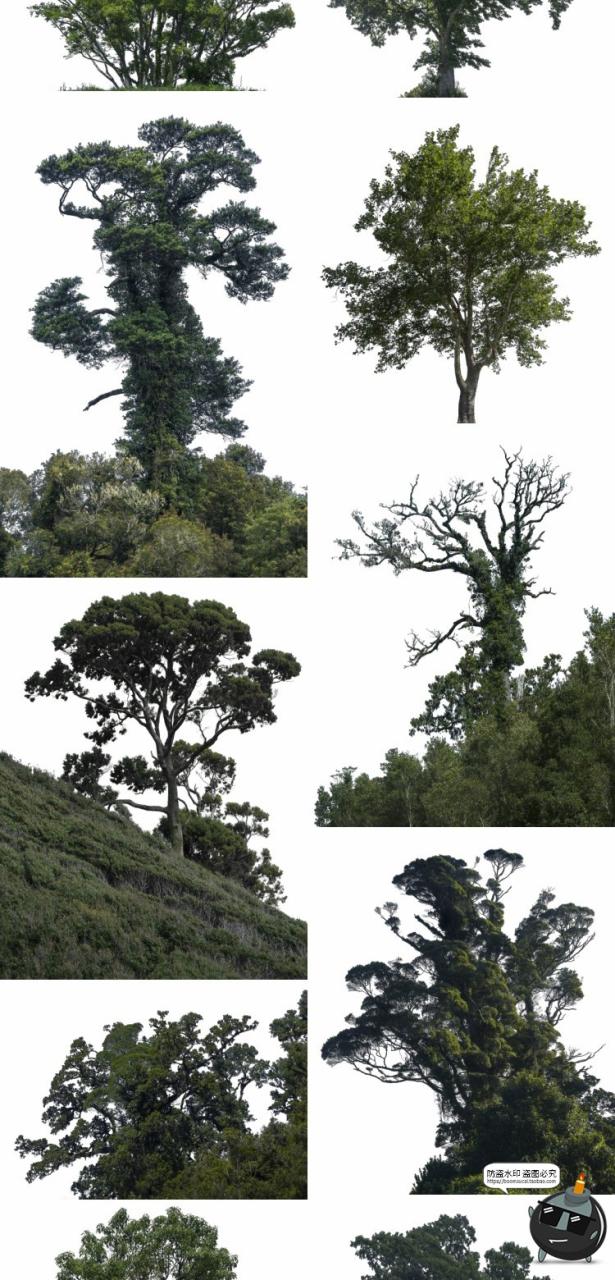 图片[4]-大树木树枝树冠真实参考植物绿植装饰场景后期合成PNG免抠素材-设计猿