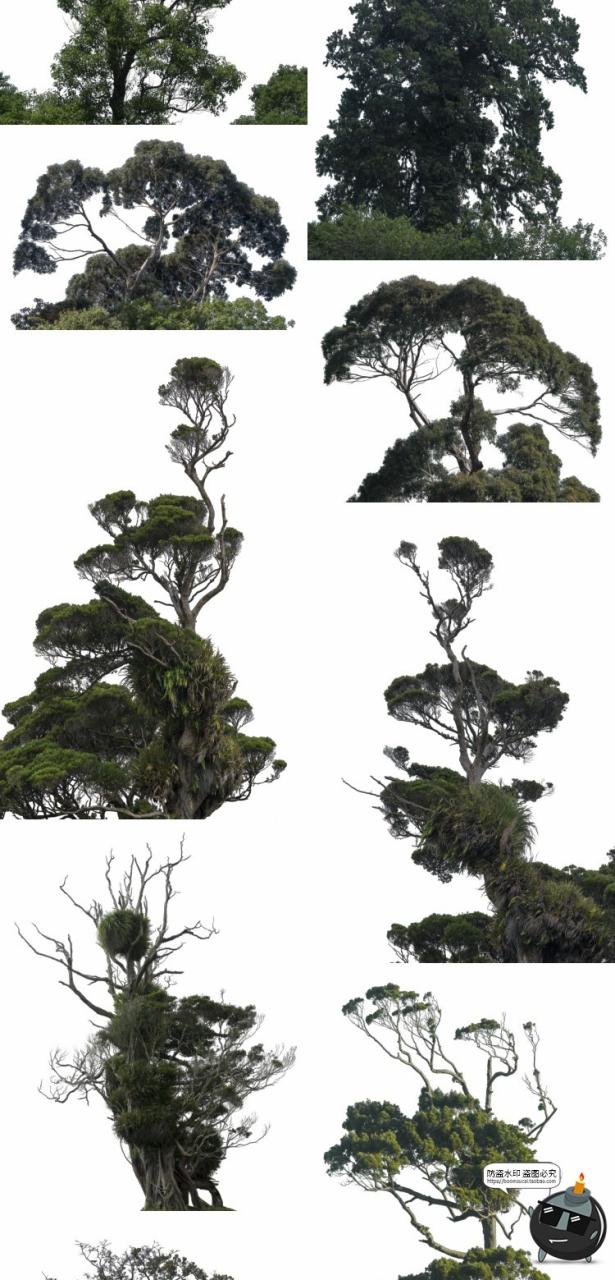 图片[5]-大树木树枝树冠真实参考植物绿植装饰场景后期合成PNG免抠素材-设计猿