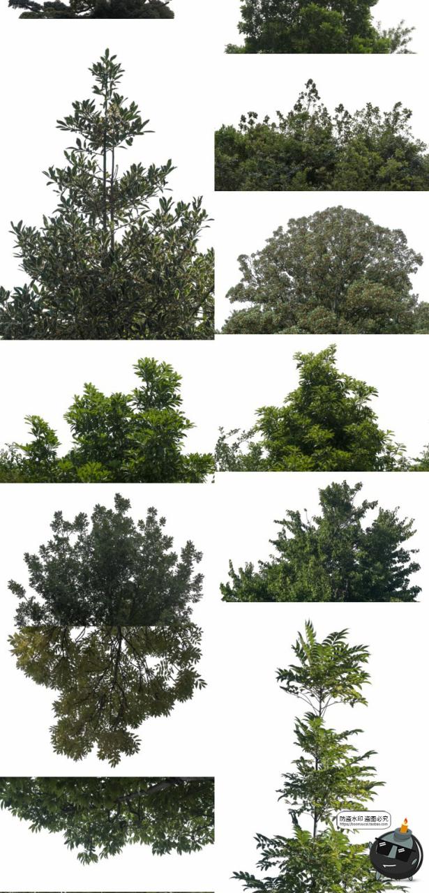 图片[6]-大树木树枝树冠真实参考植物绿植装饰场景后期合成PNG免抠素材-设计猿