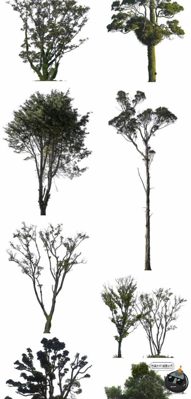 图片[7]-大树木树枝树冠真实参考植物绿植装饰场景后期合成PNG免抠素材-设计猿