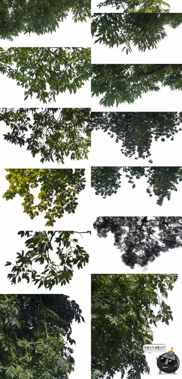 图片[8]-大树木树枝树冠真实参考植物绿植装饰场景后期合成PNG免抠素材-设计猿