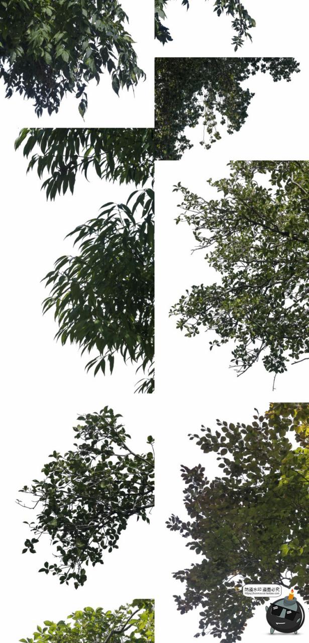 图片[9]-大树木树枝树冠真实参考植物绿植装饰场景后期合成PNG免抠素材-设计猿
