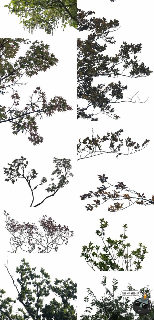 图片[10]-大树木树枝树冠真实参考植物绿植装饰场景后期合成PNG免抠素材-设计猿