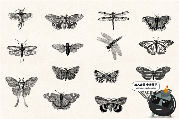 图片[3]-复古手绘风格昆虫苍蝇碟爬虫节肢动物元素PNG免扣AI矢量设计素材-设计猿