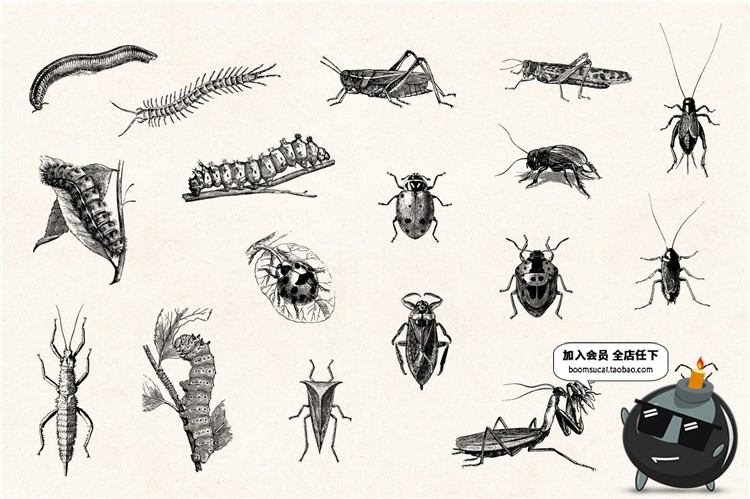 图片[4]-复古手绘风格昆虫苍蝇碟爬虫节肢动物元素PNG免扣AI矢量设计素材-设计猿
