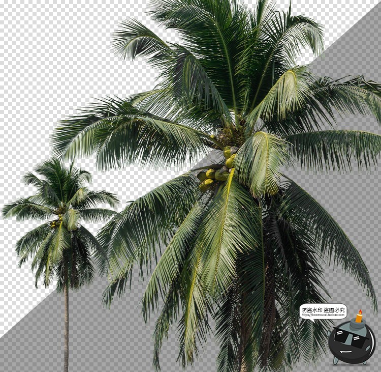 图片[1]-高清棕榈树椰树植物海边树场景装饰元素PNG免抠图片后期合成素材-设计猿