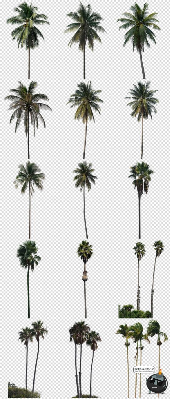 图片[2]-高清棕榈树椰树植物海边树场景装饰元素PNG免抠图片后期合成素材-设计猿