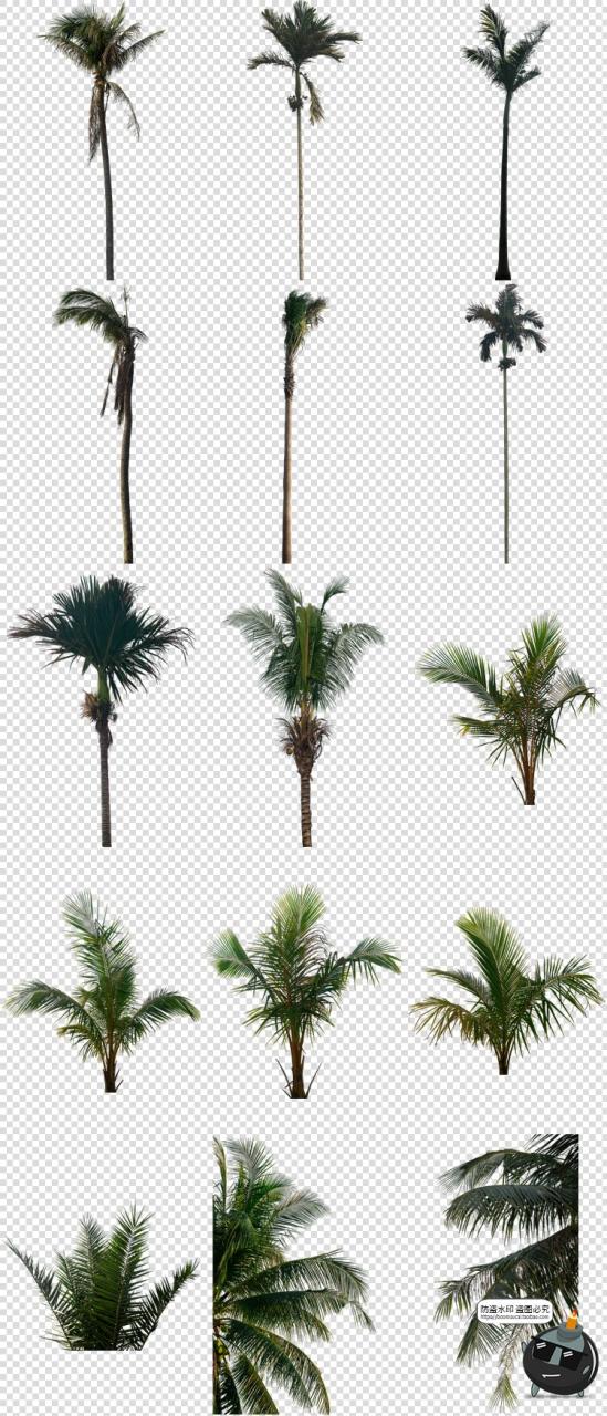 图片[3]-高清棕榈树椰树植物海边树场景装饰元素PNG免抠图片后期合成素材-设计猿