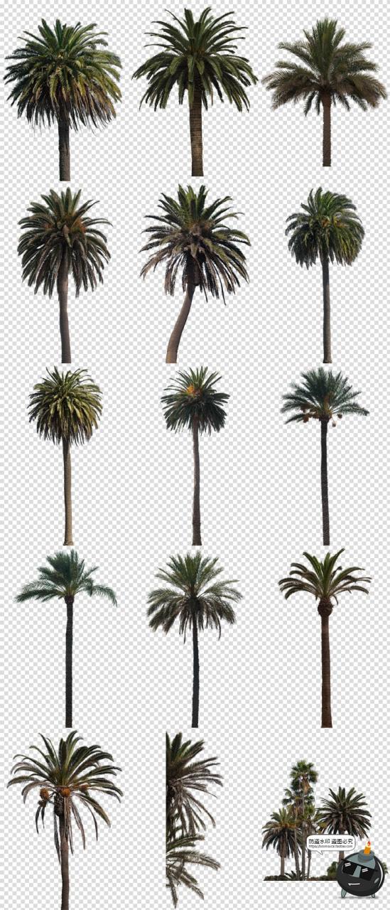 图片[4]-高清棕榈树椰树植物海边树场景装饰元素PNG免抠图片后期合成素材-设计猿