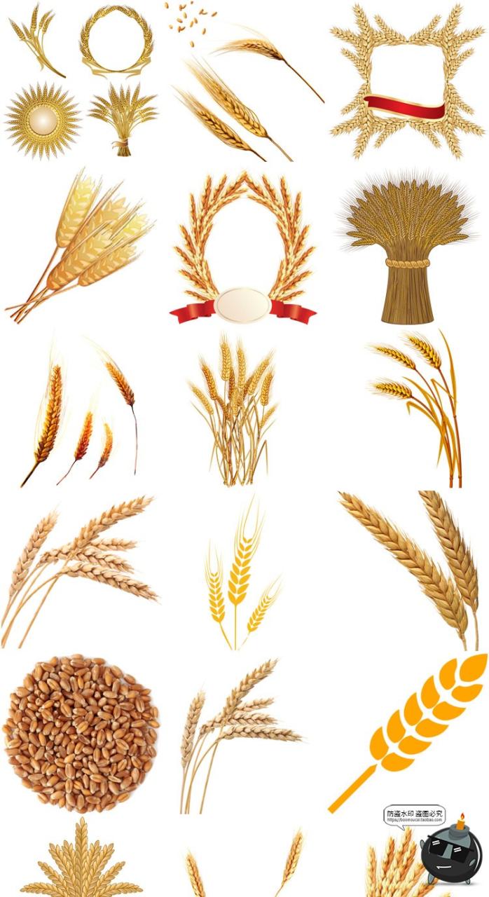 图片[1]-小麦稻穗麦穗粮食金黄成熟水稻大米免扣元素装饰PNG免抠图片素材-设计猿