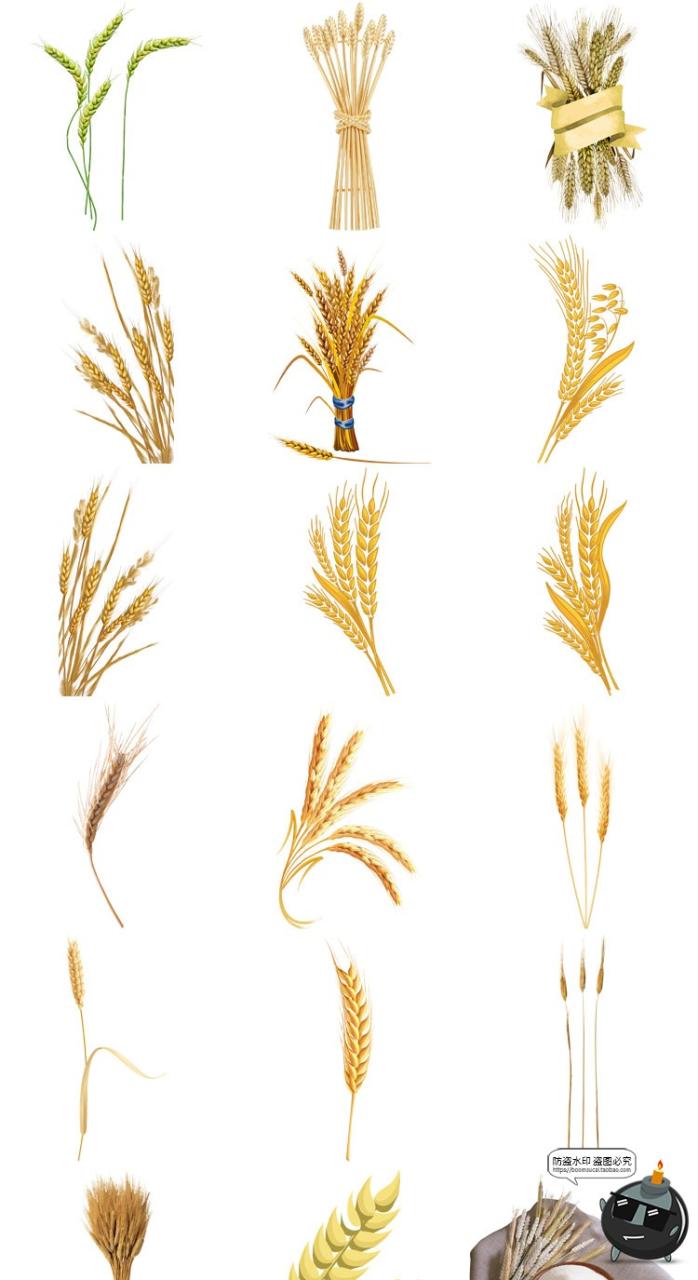 图片[3]-小麦稻穗麦穗粮食金黄成熟水稻大米免扣元素装饰PNG免抠图片素材-设计猿
