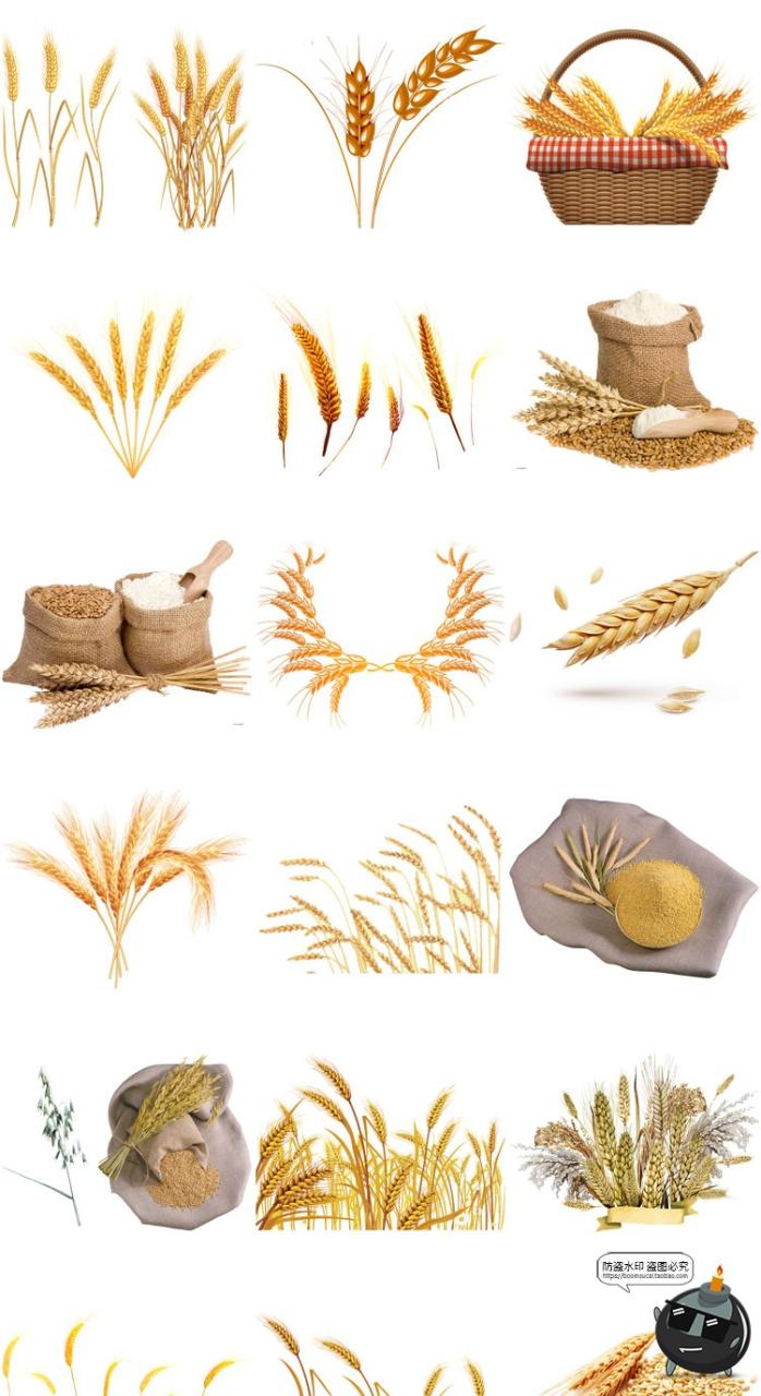 图片[5]-小麦稻穗麦穗粮食金黄成熟水稻大米免扣元素装饰PNG免抠图片素材-设计猿