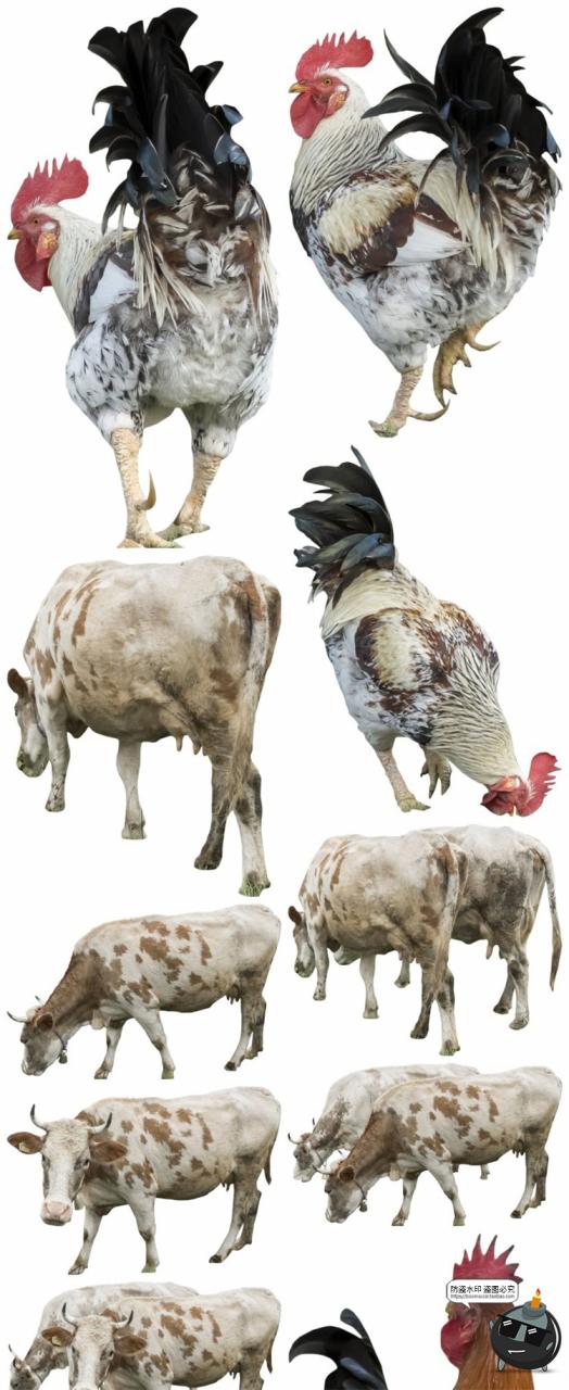 图片[1]-羊鸡兔公鸡母鸡山羊牛牲畜农场场景装饰元素后期合成PNG图片素材-设计猿