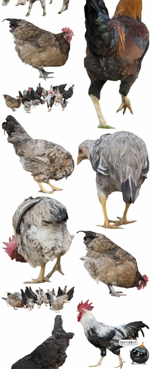图片[2]-羊鸡兔公鸡母鸡山羊牛牲畜农场场景装饰元素后期合成PNG图片素材-设计猿