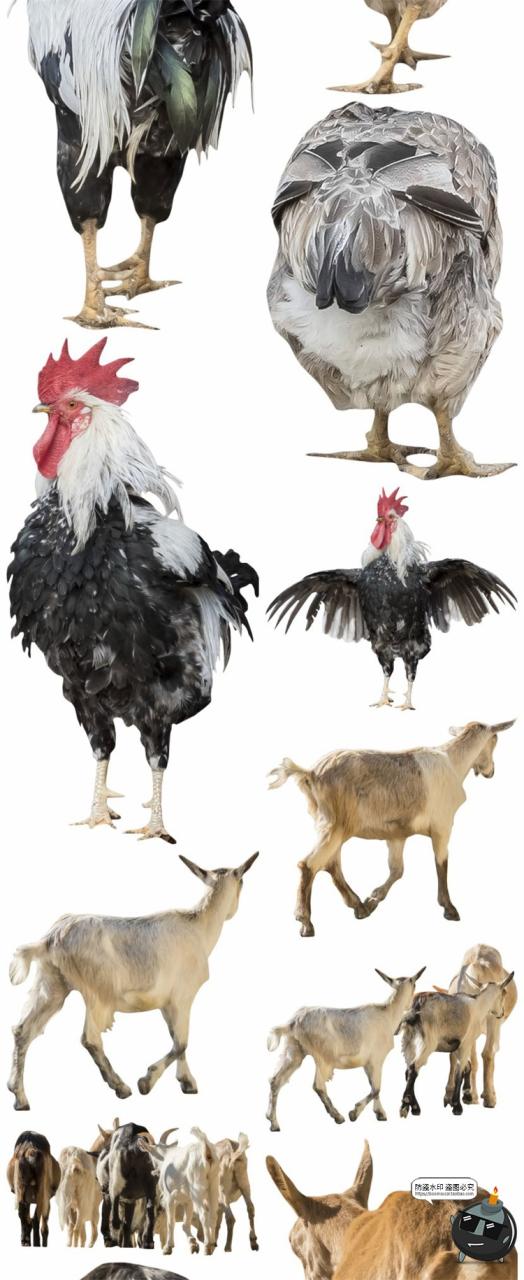 图片[4]-羊鸡兔公鸡母鸡山羊牛牲畜农场场景装饰元素后期合成PNG图片素材-设计猿
