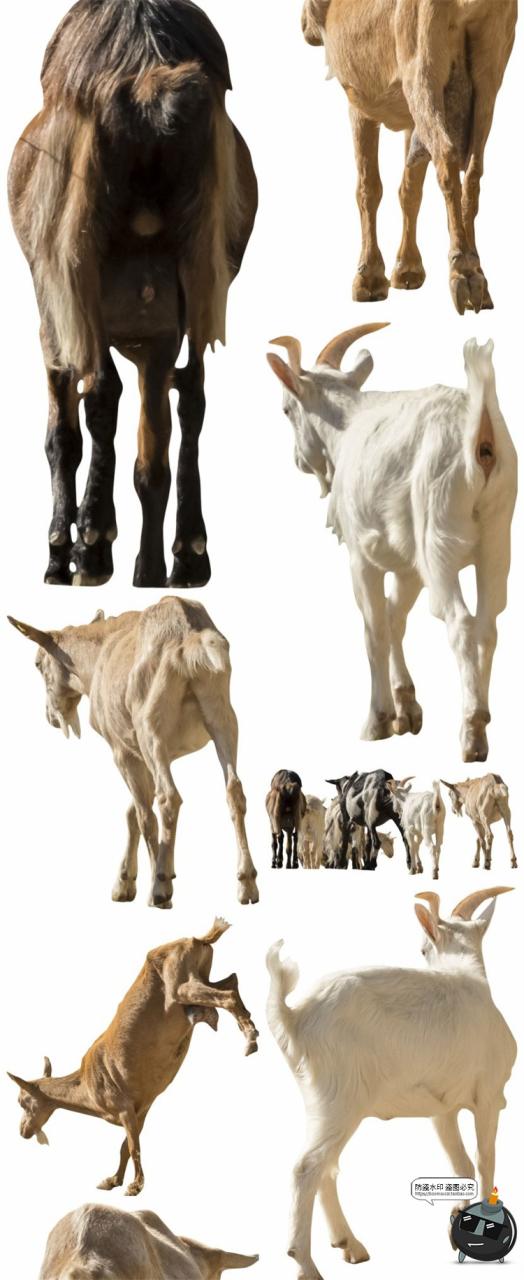 图片[5]-羊鸡兔公鸡母鸡山羊牛牲畜农场场景装饰元素后期合成PNG图片素材-设计猿