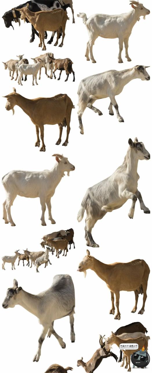 图片[6]-羊鸡兔公鸡母鸡山羊牛牲畜农场场景装饰元素后期合成PNG图片素材-设计猿