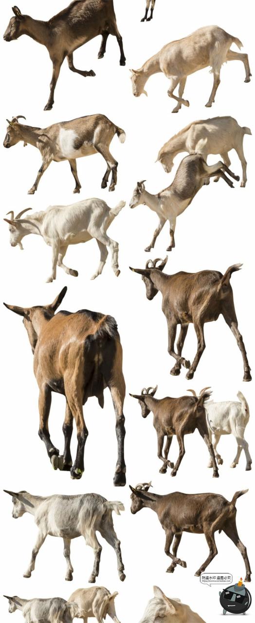 图片[7]-羊鸡兔公鸡母鸡山羊牛牲畜农场场景装饰元素后期合成PNG图片素材-设计猿