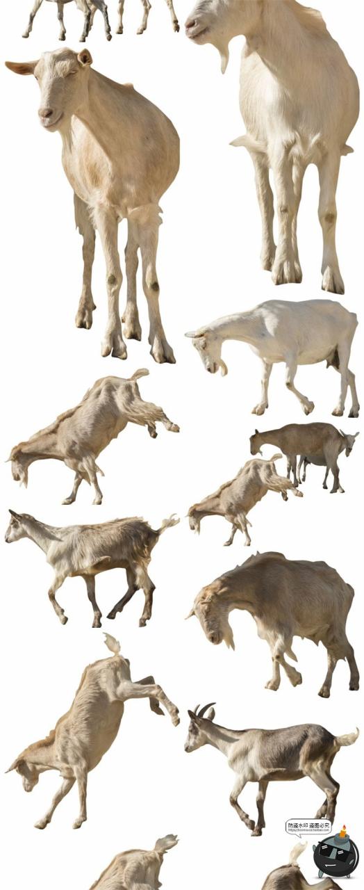 图片[8]-羊鸡兔公鸡母鸡山羊牛牲畜农场场景装饰元素后期合成PNG图片素材-设计猿