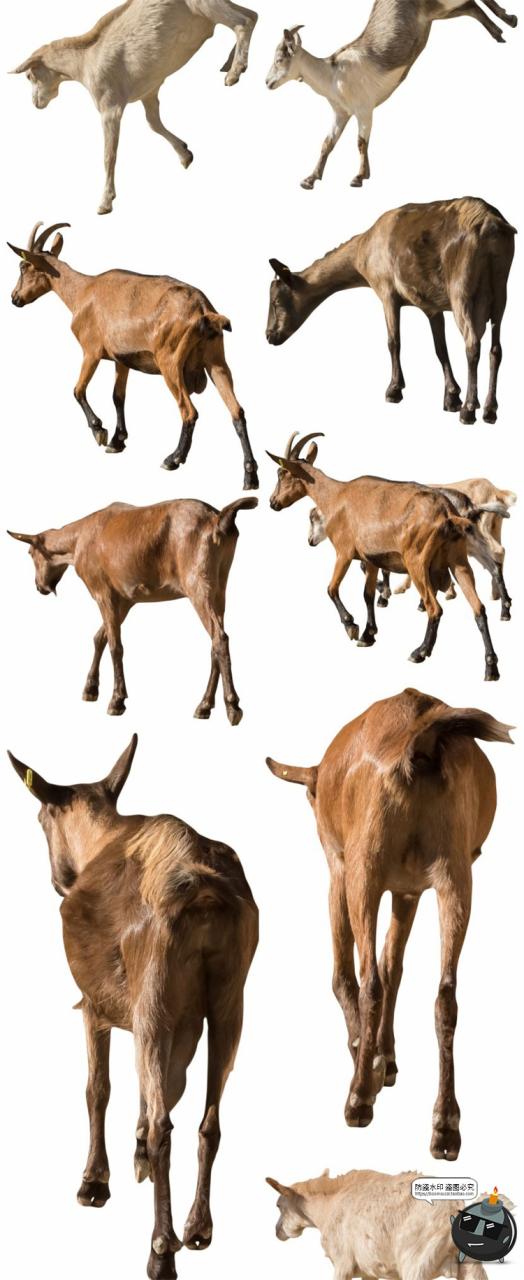 图片[9]-羊鸡兔公鸡母鸡山羊牛牲畜农场场景装饰元素后期合成PNG图片素材-设计猿