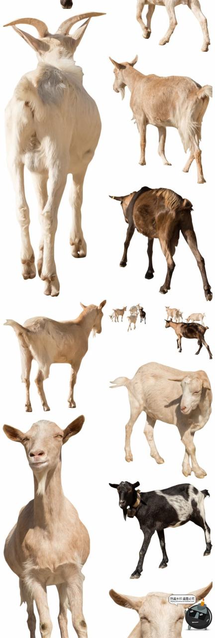 图片[10]-羊鸡兔公鸡母鸡山羊牛牲畜农场场景装饰元素后期合成PNG图片素材-设计猿