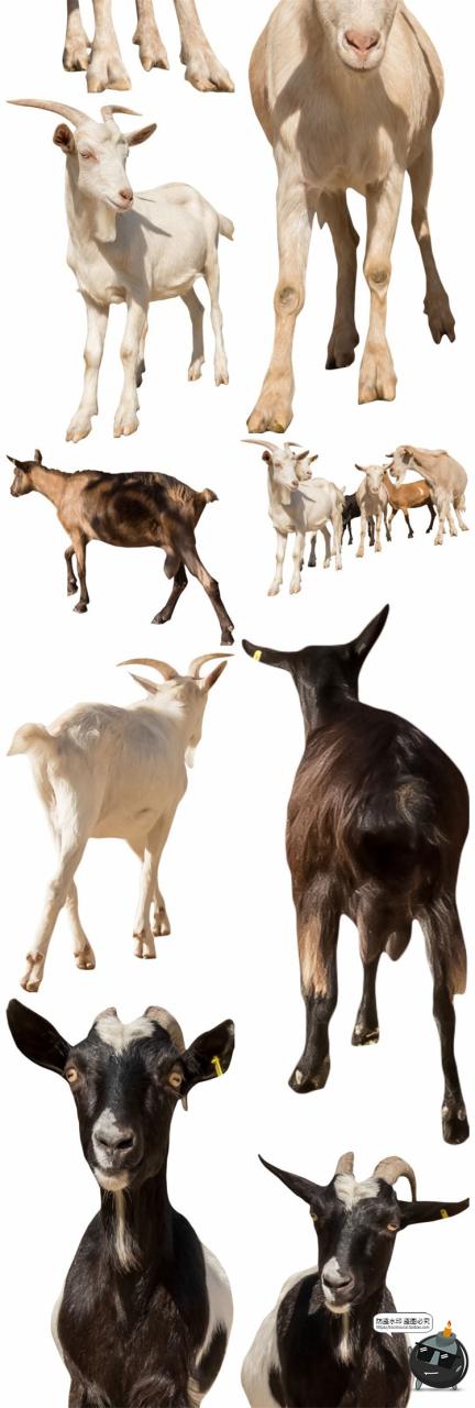 图片[11]-羊鸡兔公鸡母鸡山羊牛牲畜农场场景装饰元素后期合成PNG图片素材-设计猿