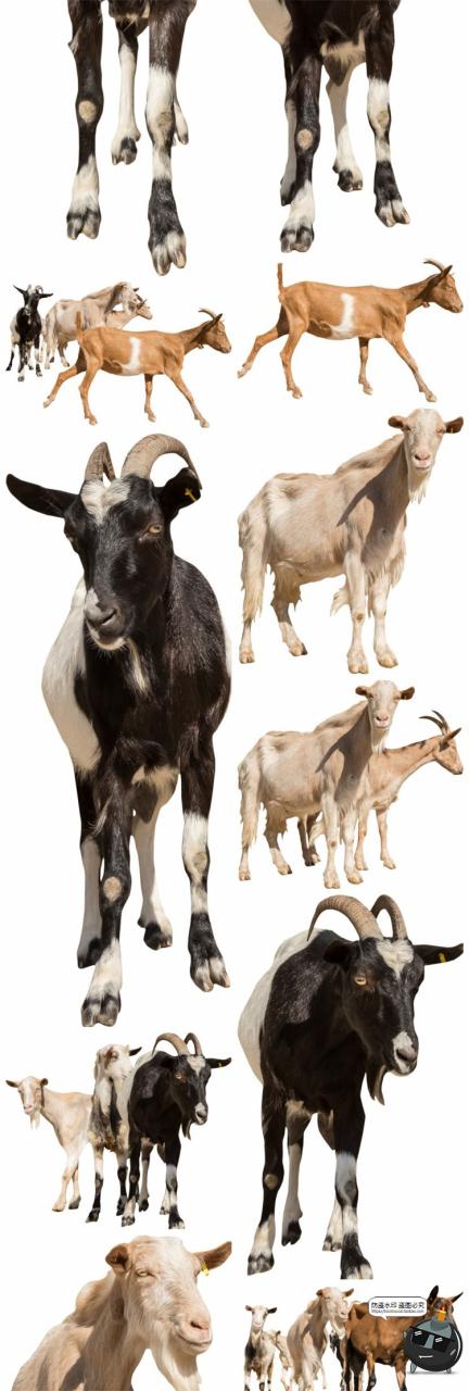 图片[12]-羊鸡兔公鸡母鸡山羊牛牲畜农场场景装饰元素后期合成PNG图片素材-设计猿