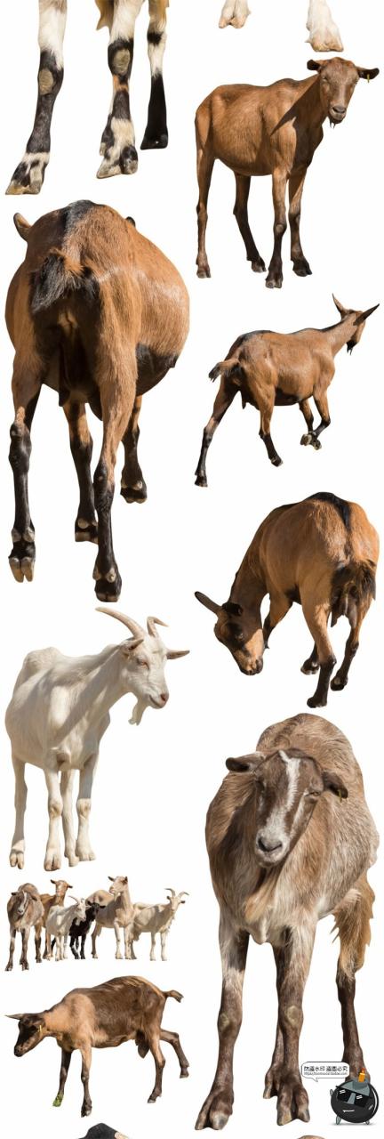 图片[14]-羊鸡兔公鸡母鸡山羊牛牲畜农场场景装饰元素后期合成PNG图片素材-设计猿
