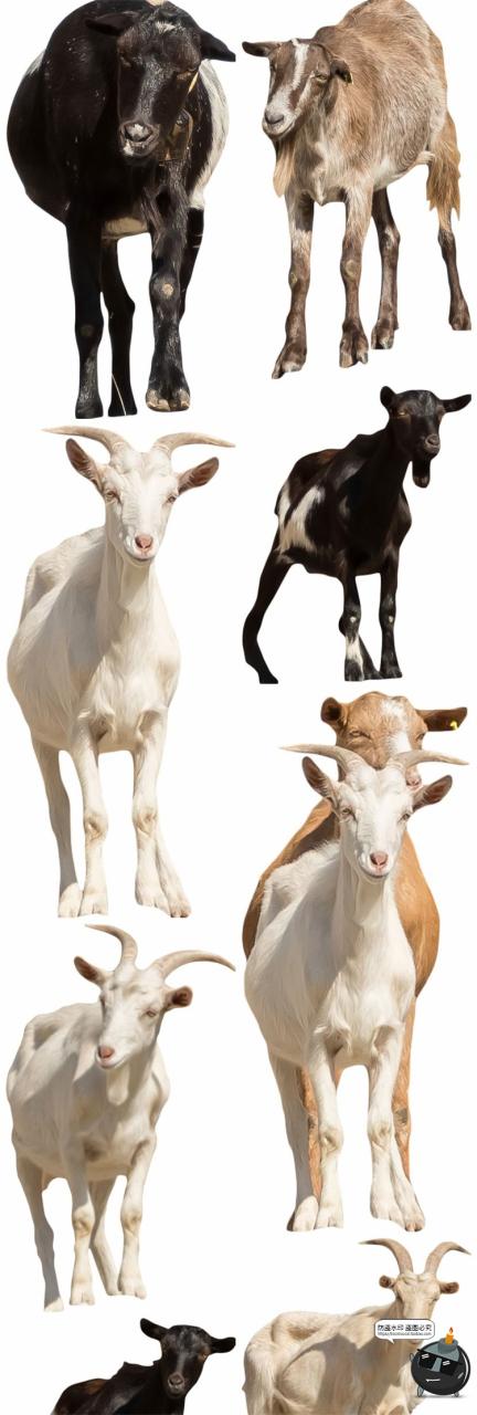 图片[15]-羊鸡兔公鸡母鸡山羊牛牲畜农场场景装饰元素后期合成PNG图片素材-设计猿
